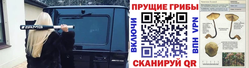 что такое наркотик Советск Псилоцибиновые грибы Psilocybe