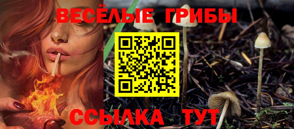 Галлюциногенные грибы Psilocybe Советск